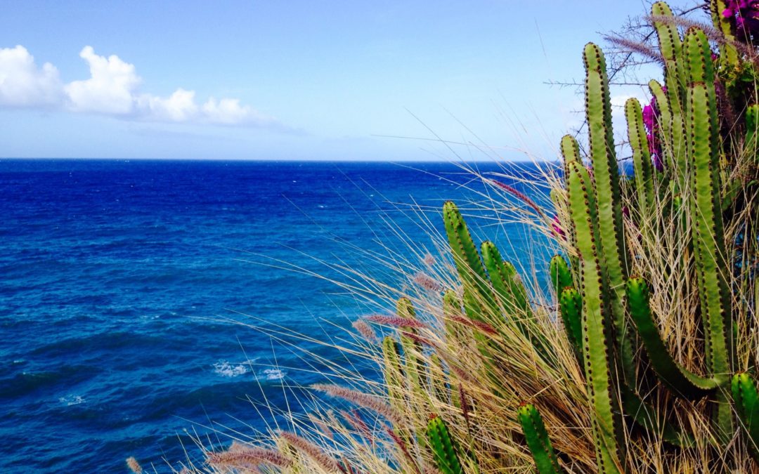 GRAN CANARIA A SUD. MENS SANA…