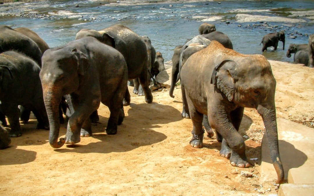 IL MIO SRI LANKA