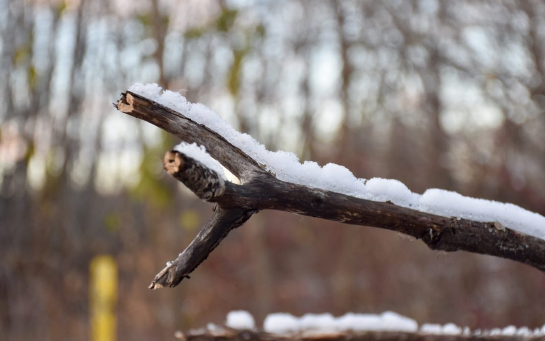 FIRST SNOW IN MINNESOTA – ROTARY YOUTH EXCHANGE