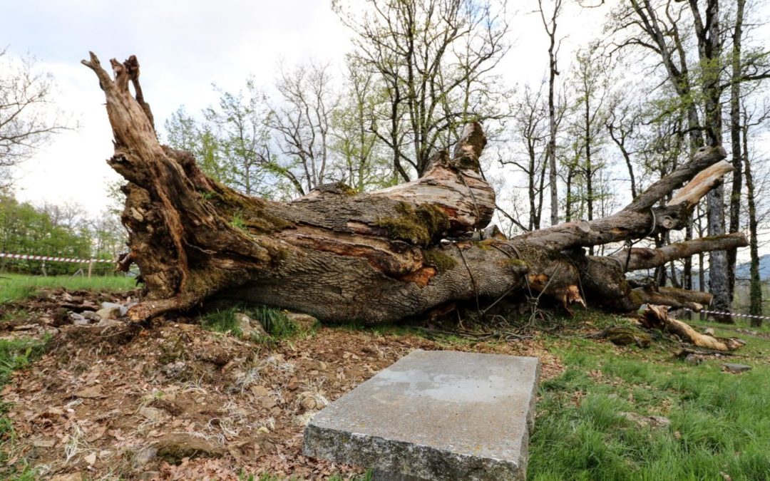 LA ROVERE GROSSA DI PIEVE DI MONTARSOLO. LA CADUTA DEL TITANO