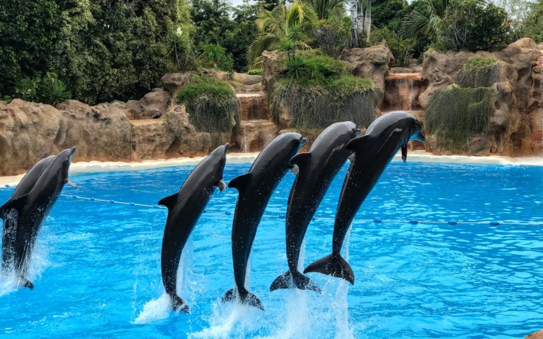 TENERIFE: LORO PARQUE